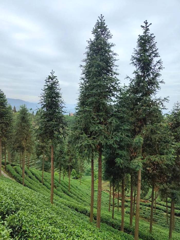 关于现代茶产业如何做强做大？福鼎赴雅安考察取经的资讯(3)