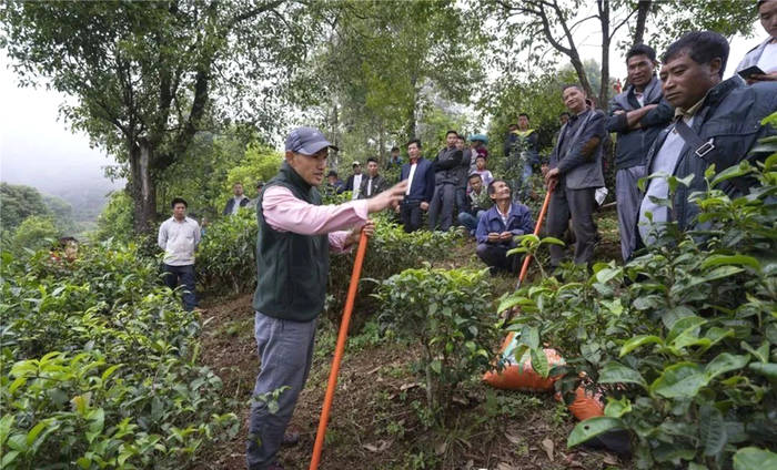 关于茶香暖和村！《人民日报》报道西双版纳这个村靠茶致富的最新信息(1)