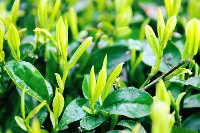 关于56000次采摘方得1斤!火出国门的三峡毛尖,天然清香!的最新资讯(6)