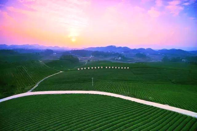 关于2025年，遵义力争茶业综合产值500亿元以上！的热门消息(3)