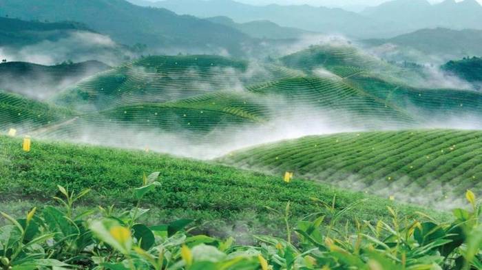 有关于抹茶应用的无限可能，造就欧标抹茶的完胜！的热门信息(11)