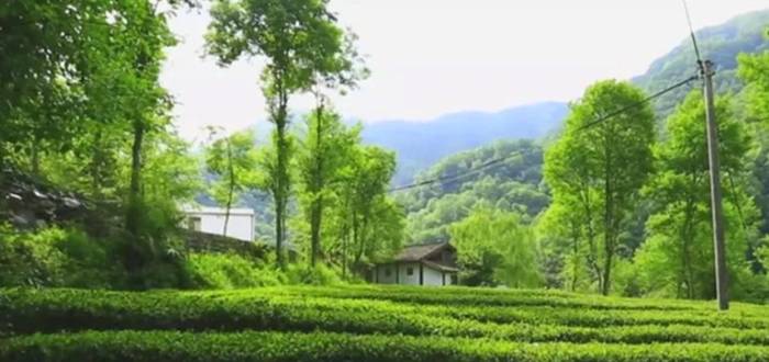 关于康县阳坝：借“茶”发力，跑出乡村振兴“加速度”的热门消息