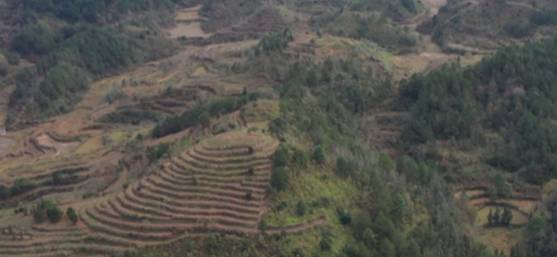 关于西秀区杨武乡 白茶种植基地 茶园一片繁忙景象的热门消息(1)