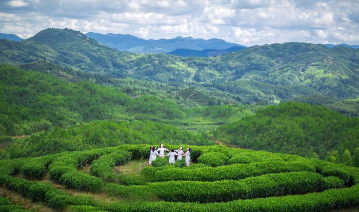 关于政和县获得“2020年度茶业百强县”荣誉称号的热门新闻(7)