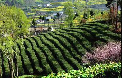 有关于从女娲故里“生物基因库”走出的茶中“尤物”的资讯(1)