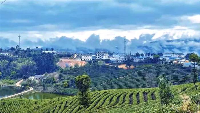 有关于云南省茶产业奖补名单出炉，普洱市喜获“双科状元”！的最新信息(7)