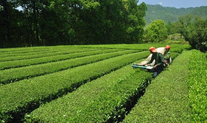 有关于冶溪镇琥珀村进入首届安徽美丽茶村入围名单的最新资讯(1)