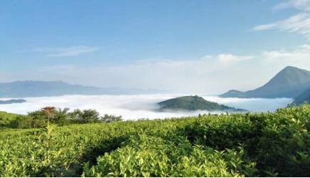 关于百年党旗红 万顷茶山青 ——镇巴茶业百年变化图示的资讯(3)