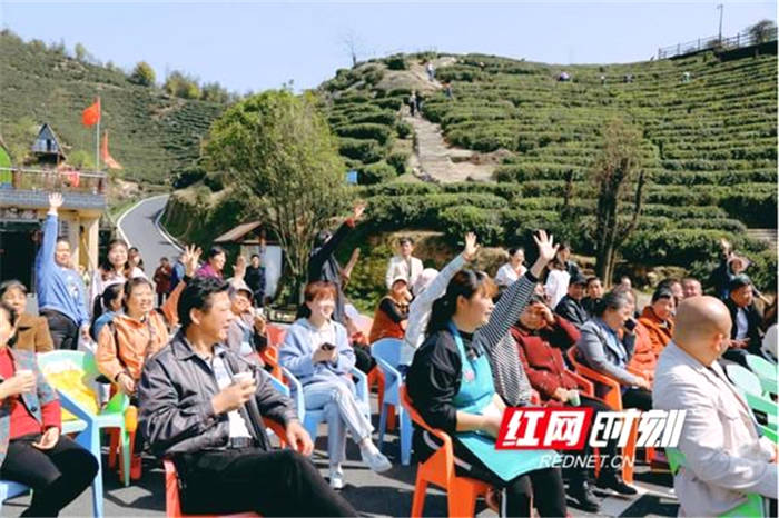 关于湖南长沙：“小茶叶”做出黑麋峰乡村振兴“大文章”的信息