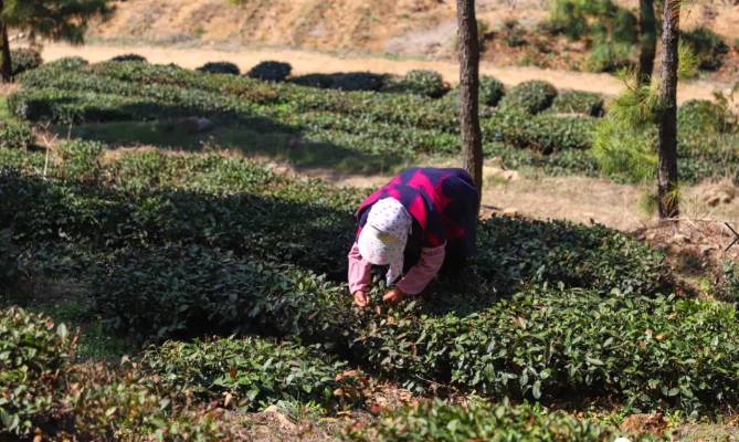 有关于日照春茶开采！今年产量怎样？啥时候上市？的信息(3)
