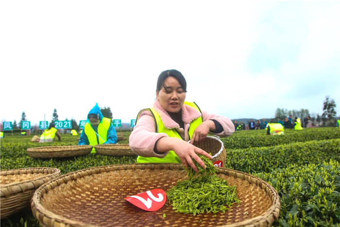 有关于贵州凤冈:茶乡儿女采新绿 十指尖尖展风采的新闻(2)