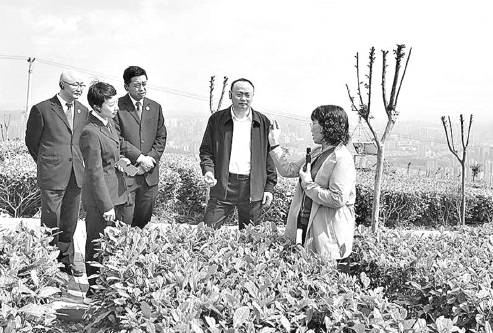 关于重庆“科研茶叶”被人随意采摘、这种情况应该怎么办？的热门新闻