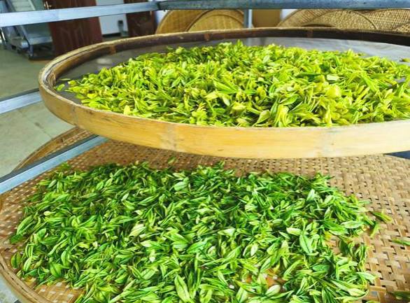 关于雅安｜荥茶万亩茶山飘香  助力乡村振兴的最新信息(1)