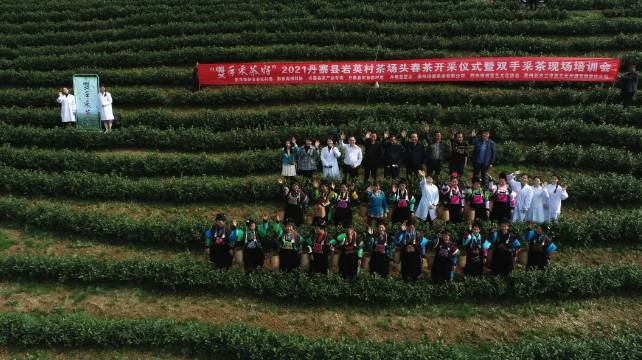 有关于采摘也要标准化-丹寨开展“双手采茶”培训的热门信息(7)