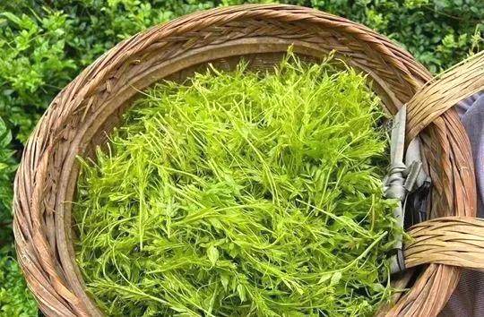 关于龙头带动茶产业升级:农民职业化、农村庄园化的热门新闻(1)