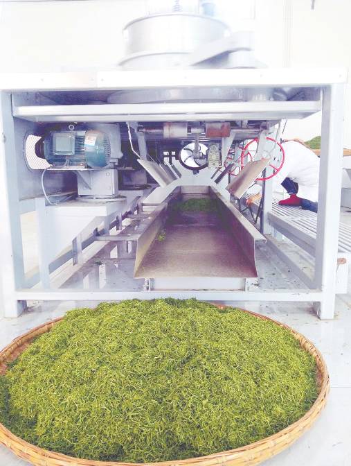 有关于千年茶乡展新颜 地标助力强品牌  紫阳茶产业蓬勃发展背后的“地标力量”的最新资讯(2)