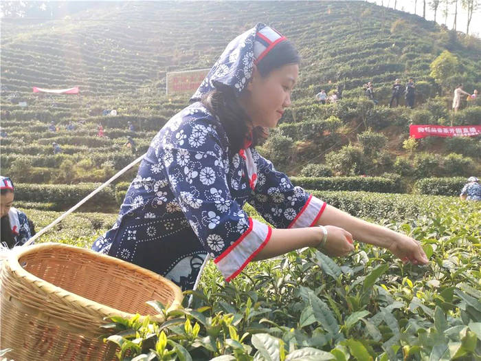 有关于江西遂川：采茶姑娘是茶园内一道靓丽的风景线的新闻(2)