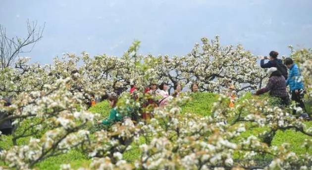 关于春茶季：重庆民众着古装踏青赏梨花采春茶的热门消息(7)