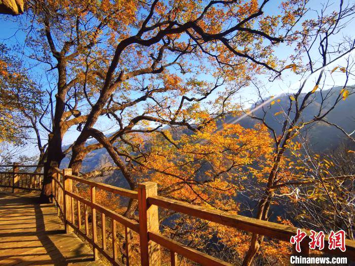 关于安徽金寨大湾村：茶旅融合发展拓宽小康路的消息(5)