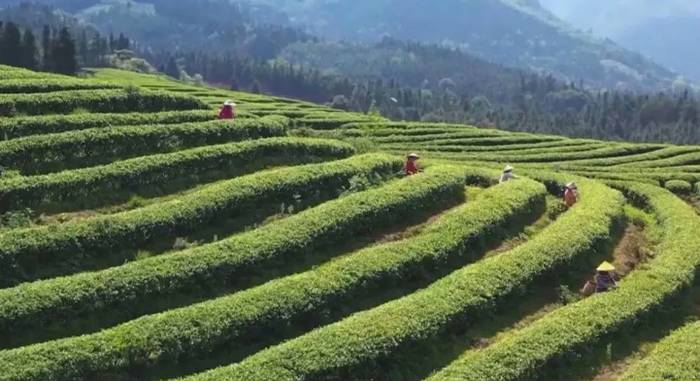 关于"乐昌白毛茶,香飘振兴路"茶产业展示推进系列活动启动的最新消息