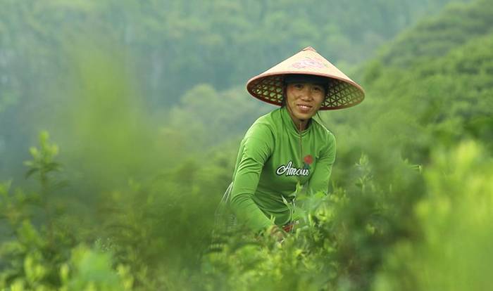 有关于桂林临桂区：茶园春茶吐绿 茶农抢抓时间采摘明前茶的热门资讯