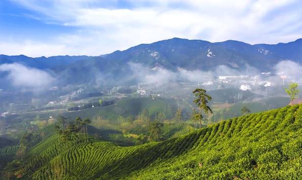 有关于2021年信阳毛尖春茶进入全面开采期 生产大幕被正式拉开的资讯(2)