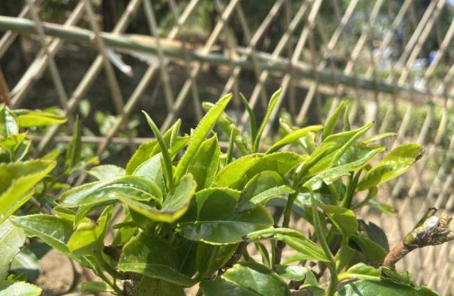 关于凤庆县举行2021“天下茶尊”开茶大典 全县35.6万亩茶园同步开采的热门信息(3)