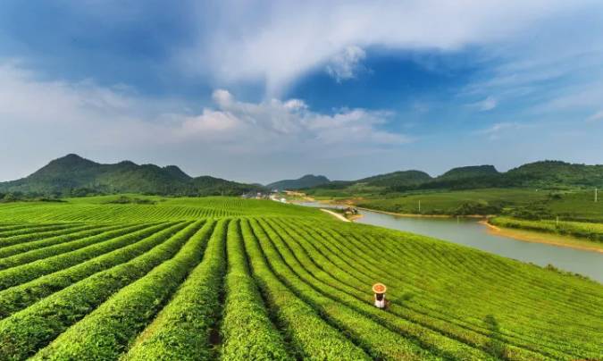 关于茶香飘万里！这片小小的叶子，让世界认识了铜仁的信息(1)