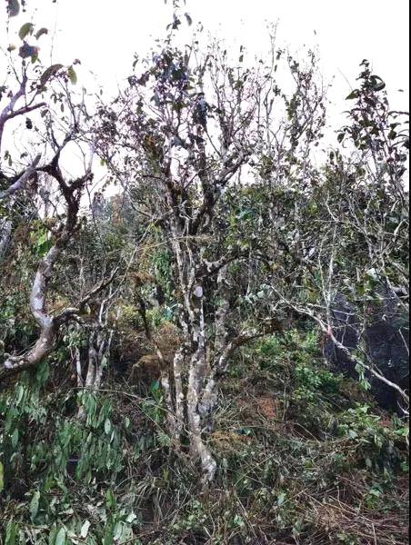 关于茶叶所专家到古老茶区开展衰老茶树救治技术服务的热门新闻(1)