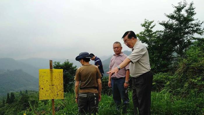 关于大湘西地区“潇湘”茶品牌的打造路径探析与效果研究的最新消息(4)