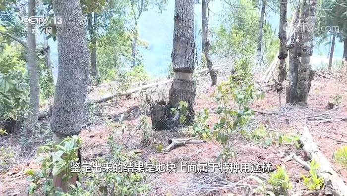 关于西双版纳大规模毁林种茶！国家启动专项打击！这些人被罚1500多万！的热门消息(3)