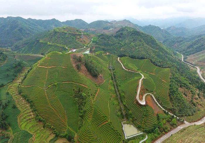 关于全国唯一一块“有机茶产业发展示范县”的牌子，为何给了武义？的资讯