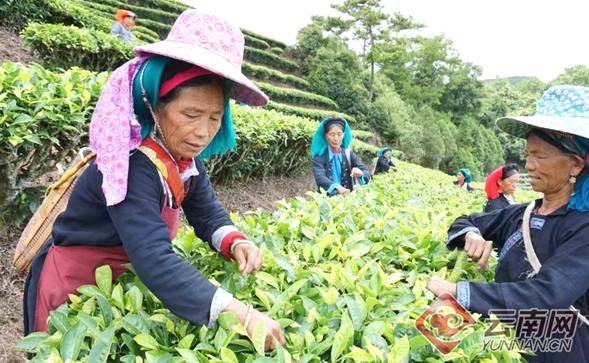有关于云南红河县：千里云飘红河红，万顷茶山滇红秀的热门信息