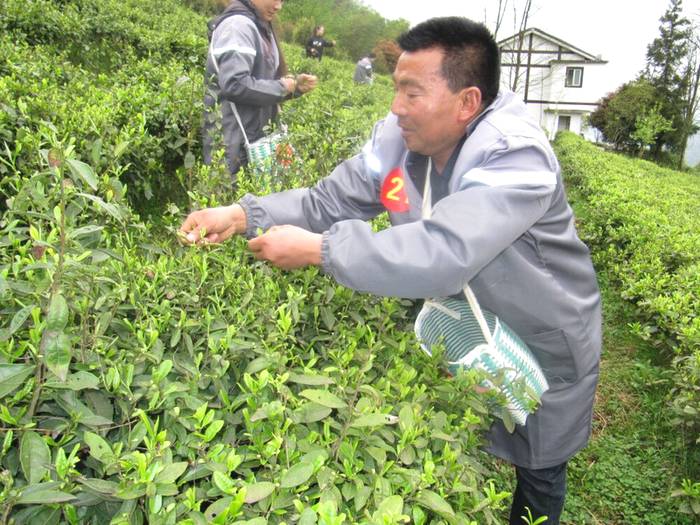 有关于2021年正安县双手采茶技能竞赛,双手采茶助力茶农提质增效的新闻(3)