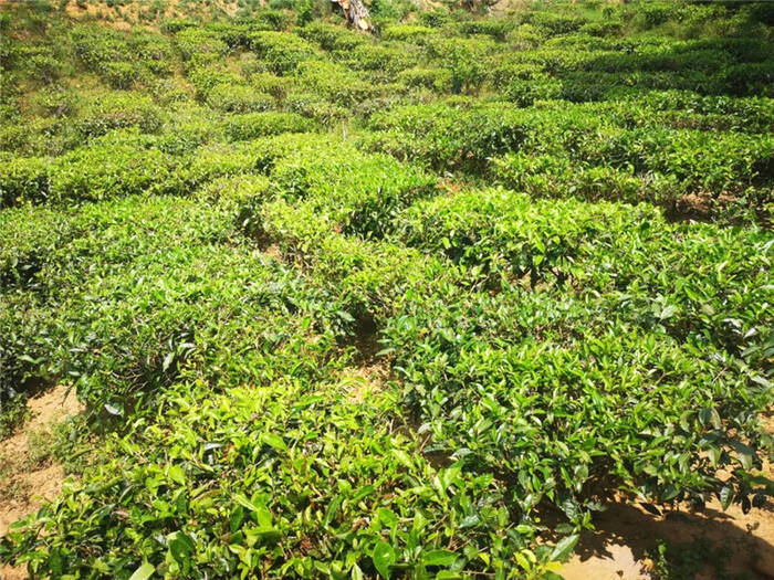 关于海南:五指山茶青大丰收 政企农携手促发展的最新信息(18)