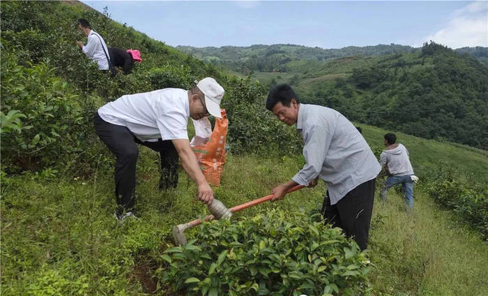 关于茶香暖和村！《人民日报》报道西双版纳这个村靠茶致富的最新信息(2)