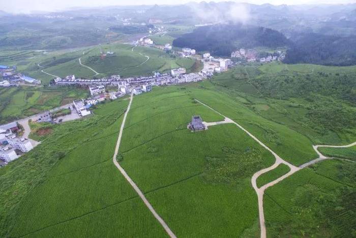 关于茶香飘万里！这片小小的叶子，让世界认识了铜仁的最新资讯