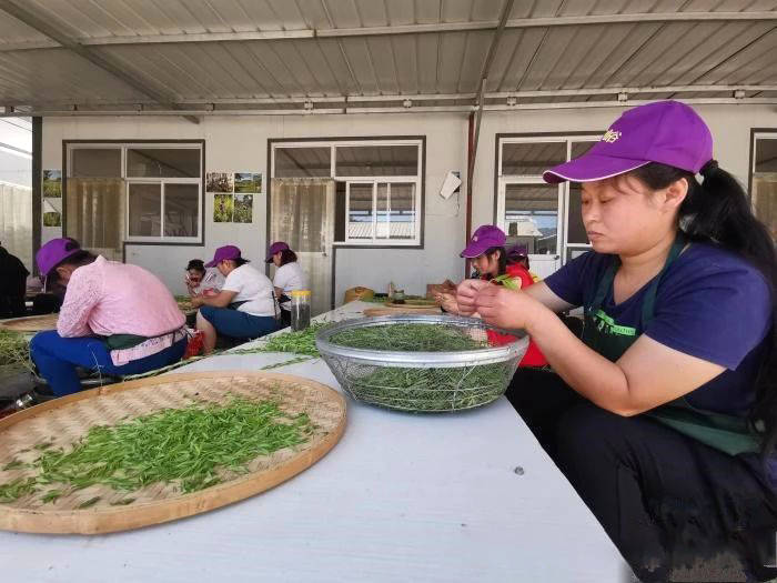 关于涞水：太行深处黄芪香 山村种出“致富茶”的热门消息(2)