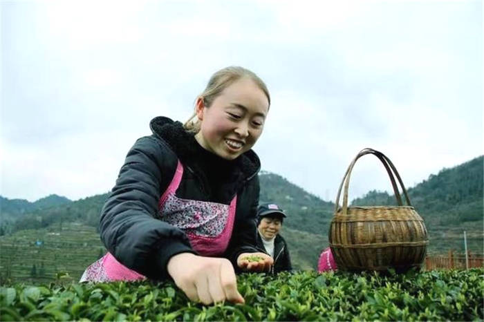 有关于贵州印江自治县科协开展茶园管理和茶叶采摘技术培训的最新信息(1)