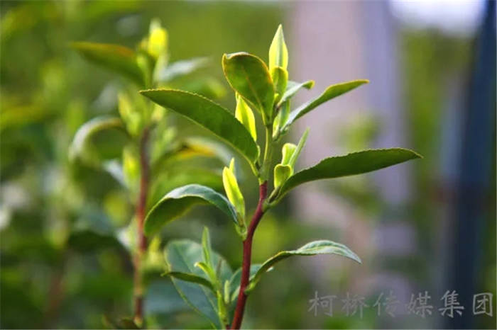 关于价格违法、虚假宣传……绍兴柯桥整治了一批“天价茶”的热门信息