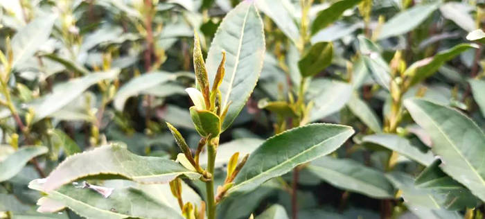 关于茶叶专家赴嵊州调查霜冻对茶叶生产影响情况的热门资讯(2)