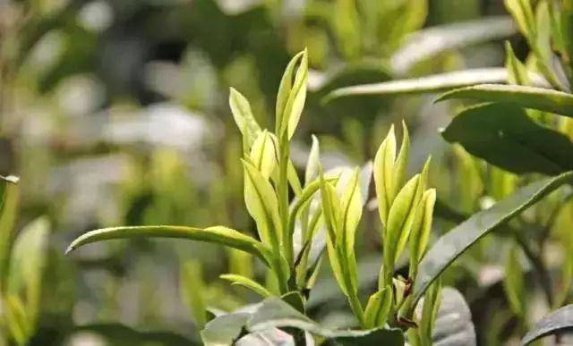 关于今年安吉白茶将于3月22日开采，预计产量将达到这个数的热门资讯(2)