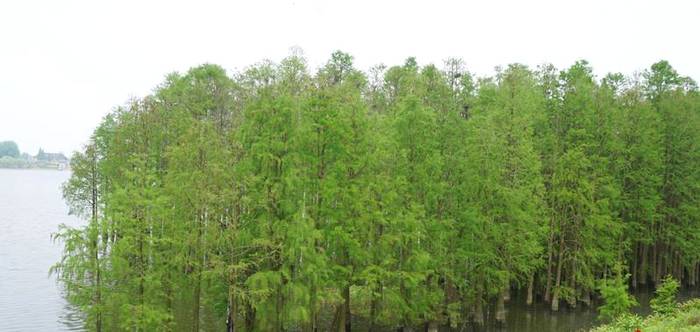 有关于中外网红在信阳:赴一场茶香之旅 看“小茶叶”如何托起“大产业”的资讯(4)