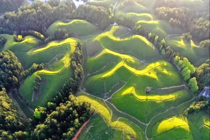 关于国家重点龙头企业盘点，湖北九家茶企上榜的热门资讯(4)