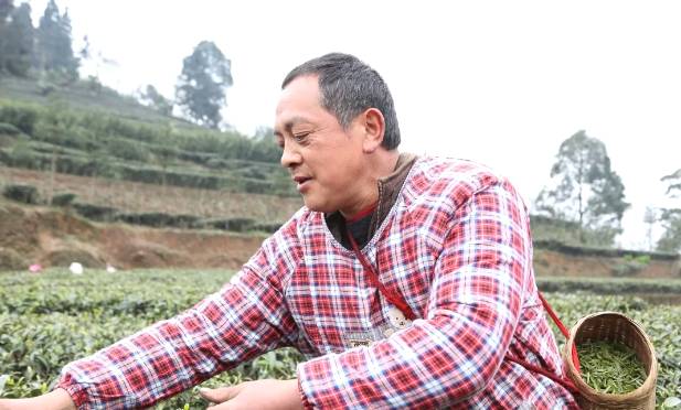 有关于兴隆乡大田村：阳春三月好风光 群众山上采茶忙的最新消息(8)