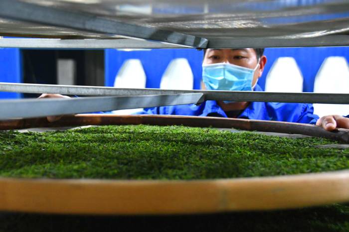 关于贵州多地春茶开采 茶农抢抓新春第一桶“金”的热门资讯(6)