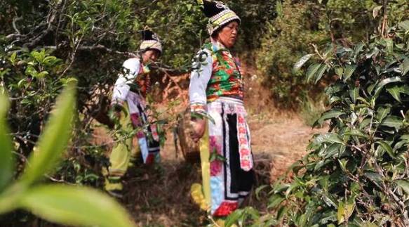 有关于云南各地春茶开采 一片茶叶成就一个绿色产业的最新信息(6)