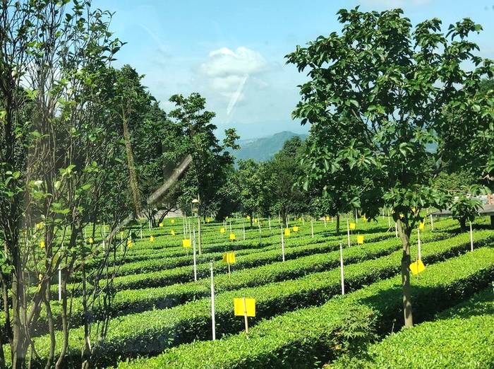 关于乌蒙山中大雁岭 七仙湖畔早白尖——四川高县农商银行服务茶农添茶香 乡村振兴再提速的热门资讯(1)