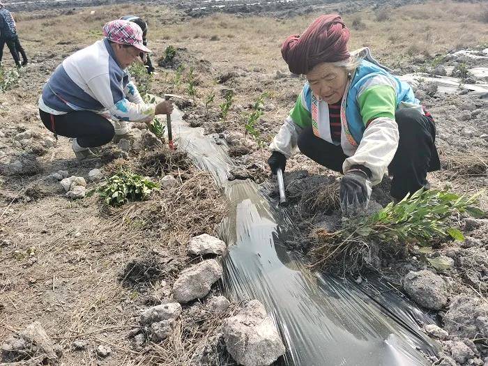 关于龙里县荒山变茶园，小流域治理绿山头富百姓的最新信息(1)