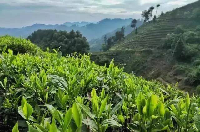 有关于周建武：把保靖黄金茶建成乡村振兴支柱产业和高质量发展重要引擎的新闻